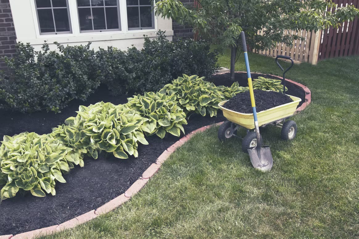 Newly renovated front yard landscaping with fresh plantings